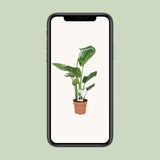 Strelitzia Nicolai - Ø17cm - ↕60cm - GREEN OASIS - SHOP Plantes vertes originales livrées à votre domicile