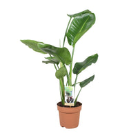 Strelitzia Nicolai - Ø17cm - ↕60cm - GREEN OASIS - SHOP Plantes vertes originales livrées à votre domicile