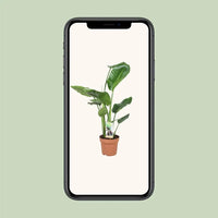 Strelitzia Nicolai - Ø17cm - ↕60cm - GREEN OASIS - SHOP