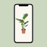 Strelitzia Nicolai - Ø17cm - ↕60cm - GREEN OASIS - SHOP