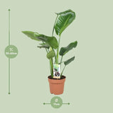 Strelitzia Nicolai - Ø17cm - ↕60cm - GREEN OASIS - SHOP