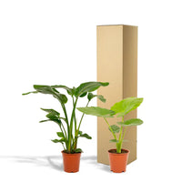 Strelitzia Nicolai - Ø19cm - ↕85cm + Alocasia Macrorrhiza - Ø19cm - ↕70cm Everspring