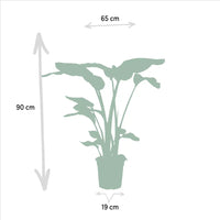 Strelitzia Nicolai - Ø19cm - ↕85cm + Alocasia Macrorrhiza - Ø19cm - ↕70cm Everspring