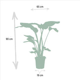 Strelitzia Nicolai - Ø19cm - ↕85cm + Alocasia Macrorrhiza - Ø19cm - ↕70cm Everspring