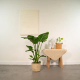 Strelitzia Nicolai - Ø19cm - ↕90cm + Panier Selin Everspring