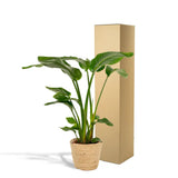 Strelitzia Nicolai - Ø19cm - ↕90cm + Panier Selin Everspring