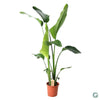 Strelitzia Nicolai - Ø21cm - ↕100cm Everspring