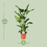 Strelitzia Nicolai - Ø24cm - ↕110cm Everspring
