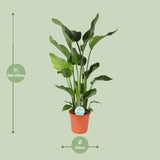 Strelitzia Nicolai - Ø24cm - ↕110cm Everspring