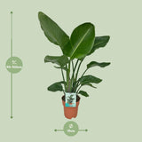 Strelitzia Nicolai - Oiseau de Paradis - Ø19cm - ↕90cm - GREEN OASIS - SHOP