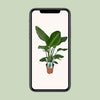 Strelitzia Nicolai - Oiseau de Paradis - Ø19cm - ↕90cm - GREEN OASIS - SHOP