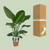 Strelitzia Nicolai - Oiseau de Paradis - Ø19cm - ↕90cm - GREEN OASIS - SHOP