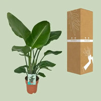 Strelitzia Nicolai - Oiseau de Paradis - Ø19cm - ↕90cm - GREEN OASIS - SHOP