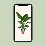 Strelitzia Nicolai - Oiseau de Paradis - Ø19cm - ↕90cm - GREEN OASIS - SHOP