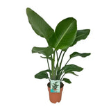 Strelitzia Nicolai - Oiseau de Paradis - Ø19cm - ↕90cm - GREEN OASIS - SHOP