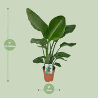 Strelitzia Nicolai - Oiseau de Paradis - Ø19cm - ↕90cm.