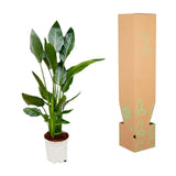 Strelitzia Reginae - 100 cm - Ø19 - GREEN OASIS - SHOP