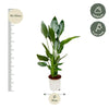 Strelitzia Reginae - 100 cm - Ø19 - GREEN OASIS - SHOP
