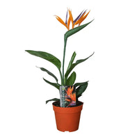 Strelitzia Reginae P13 2pp (avec fleur artificielle) - Ø13cm - ↕35cm - GREEN OASIS - SHOP