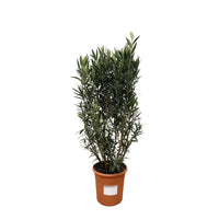Structure Nerium Oleander - 180cm - Ø40 Everspring