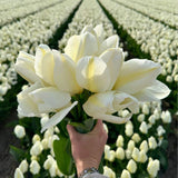 🌷 Super Holland Mix Tulipes – Pack Économique Durable, 100 Bulbes pour 2,5 m² de Fleurs Hollandaises – Taille 12+ - GREEN OASIS - SHOP
