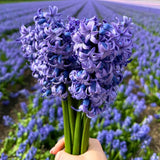 🌷 Super Holland Mix Tulipes – Pack Économique Durable, 100 Bulbes pour 2,5 m² de Fleurs Hollandaises – Taille 12+ - GREEN OASIS - SHOP