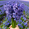 🌷 Super Holland Mix Tulipes – Pack Économique Durable, 100 Bulbes pour 2,5 m² de Fleurs Hollandaises – Taille 12+ - GREEN OASIS - SHOP