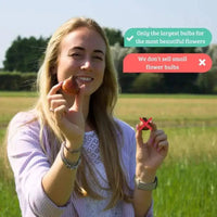 🌷 Super Holland Mix Tulipes – Pack Économique Durable, 100 Bulbes pour 2,5 m² de Fleurs Hollandaises – Taille 12+ - GREEN OASIS - SHOP