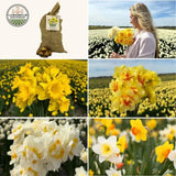 🌼 Super Narcissus Mix – Pack Économique Durable, 100 Bulbes pour 2,5 m² de Fleurs de Narcisses – Taille 12/14 - GREEN OASIS - SHOP