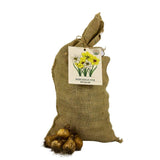 🌼 Super Narcissus Mix – Pack Économique Durable, 100 Bulbes pour 2,5 m² de Fleurs de Narcisses – Taille 12/14 - GREEN OASIS - SHOP