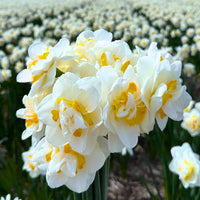 🌼 Super Narcissus Mix – Pack Économique Durable, 100 Bulbes pour 2,5 m² de Fleurs de Narcisses – Taille 12/14 - GREEN OASIS - SHOP
