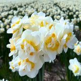 🌼 Super Narcissus Mix – Pack Économique Durable, 100 Bulbes pour 2,5 m² de Fleurs de Narcisses – Taille 12/14 - GREEN OASIS - SHOP