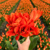 Super Tulip Mix - Paquet économique, 100 bulbes à fleurs - GREEN OASIS - SHOP