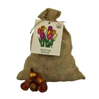 Super Tulip Mix - Paquet économique, 100 bulbes à fleurs - GREEN OASIS - SHOP
