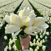 Super Tulip Mix - Paquet économique, 50 bulbes à fleurs - GREEN OASIS - SHOP