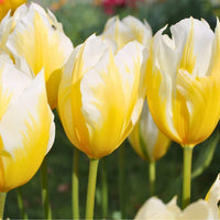 🌼 Sweetheart tulipes bicolores – 15 Bulbes à Fleurs – Taille 12+ - GREEN OASIS - SHOP
