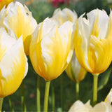 🌼 Sweetheart tulipes bicolores – 15 Bulbes à Fleurs – Taille 12+ - GREEN OASIS - SHOP
