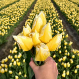 🌼 Sweetheart tulipes bicolores – 15 Bulbes à Fleurs – Taille 12+ - GREEN OASIS - SHOP