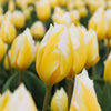🌼 Sweetheart tulipes bicolores – 15 Bulbes à Fleurs – Taille 12+ - GREEN OASIS - SHOP