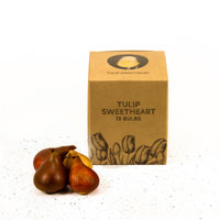 🌼 Sweetheart tulipes bicolores – 15 Bulbes à Fleurs – Taille 12+ - GREEN OASIS - SHOP