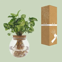 Syngonium Pixie - Ø12cm - ↕30cm - GREEN OASIS - SHOP