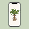 Syngonium Pixie - Ø12cm - ↕30cm - GREEN OASIS - SHOP Plantes vertes originales livrées à votre domicile