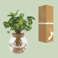 Syngonium Pixie - Ø12cm - ↕30cm - GREEN OASIS - SHOP Plantes vertes originales livrées à votre domicile