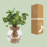 Syngonium Pixie - Ø12cm - ↕30cm - GREEN OASIS - SHOP Plantes vertes originales livrées à votre domicile