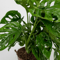 2x Monstera Monkey Leaf - Plante à trous - 30cm - ø12 Everspring