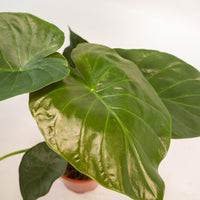 Alocasia Wentii - Ø19cm - ↕65cm + panier Selin Everspring