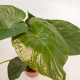 Alocasia Wentii - Ø19cm - ↕65cm + panier Selin Everspring