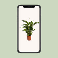 Spathiphyllum Bellini - Ø24cm - ↕100cm Everspring