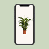 Spathiphyllum Bellini - Ø24cm - ↕100cm Everspring
