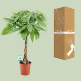 Pachira Aquatica - Ø19cm - ↕80cm Everspring